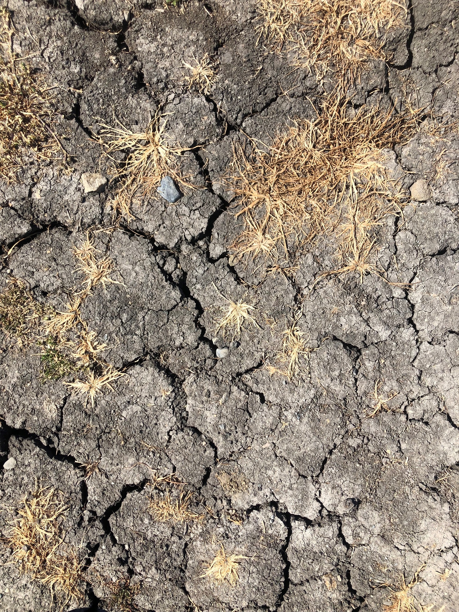 cracked adobe soil
